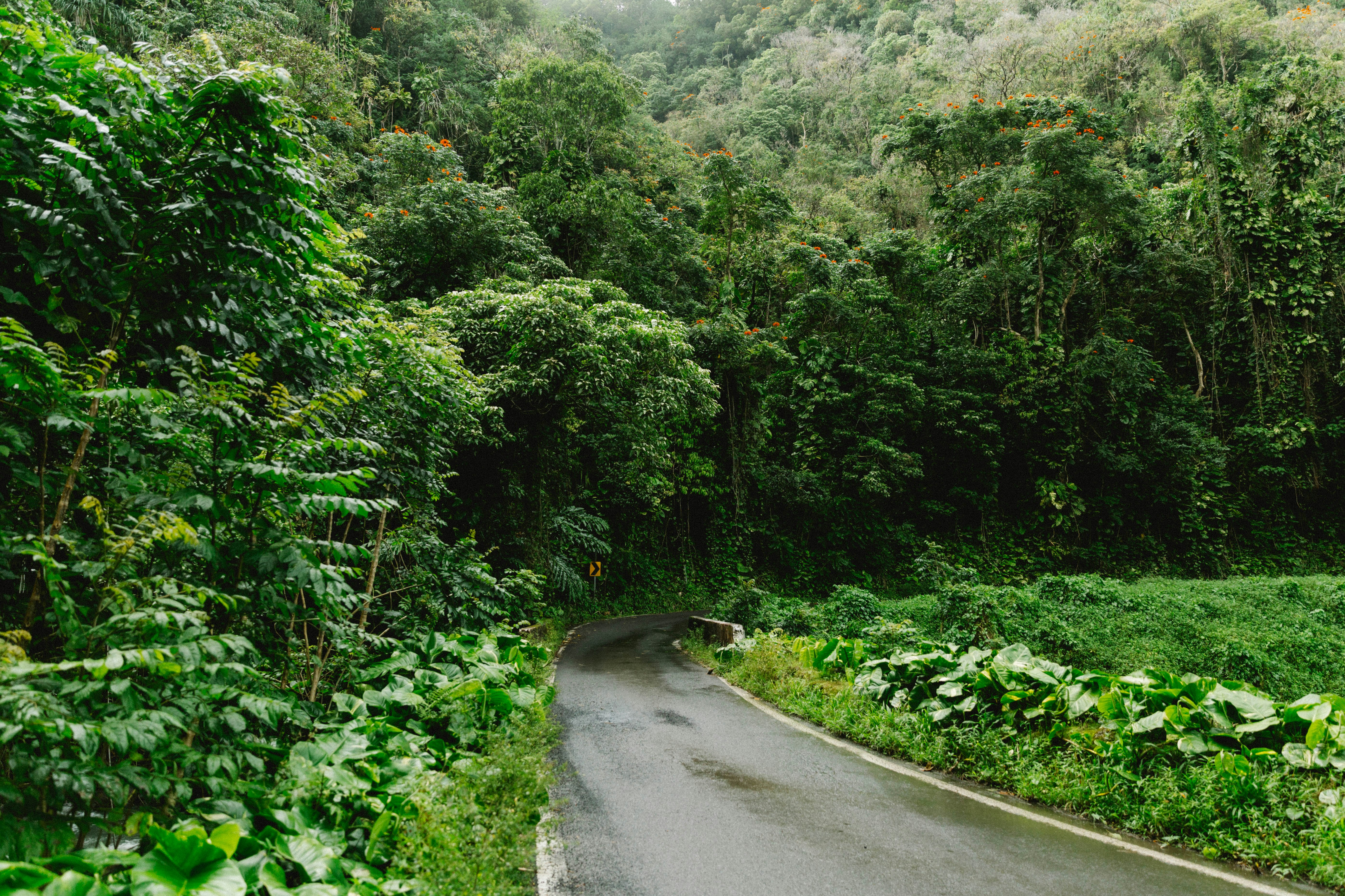 gray concrete road between green trees during daytime